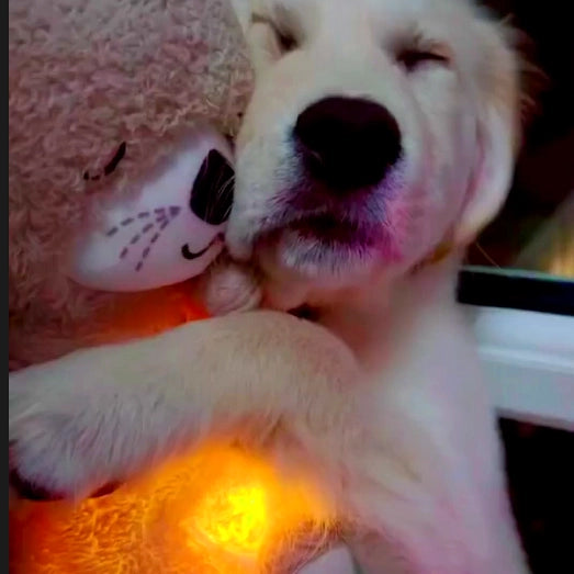 🐾 Peluche Nutria Calmante para Mascotas